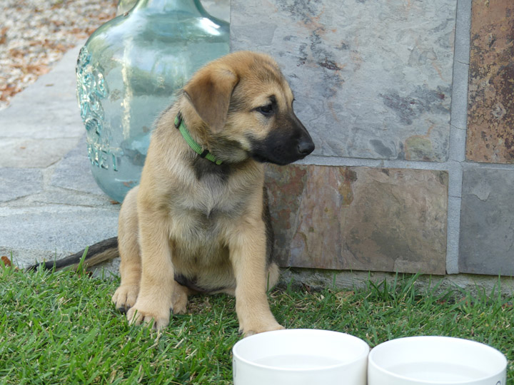 chinook dog